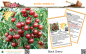 Preview: Tomate * Black Cherry * 50-1.000 Samen